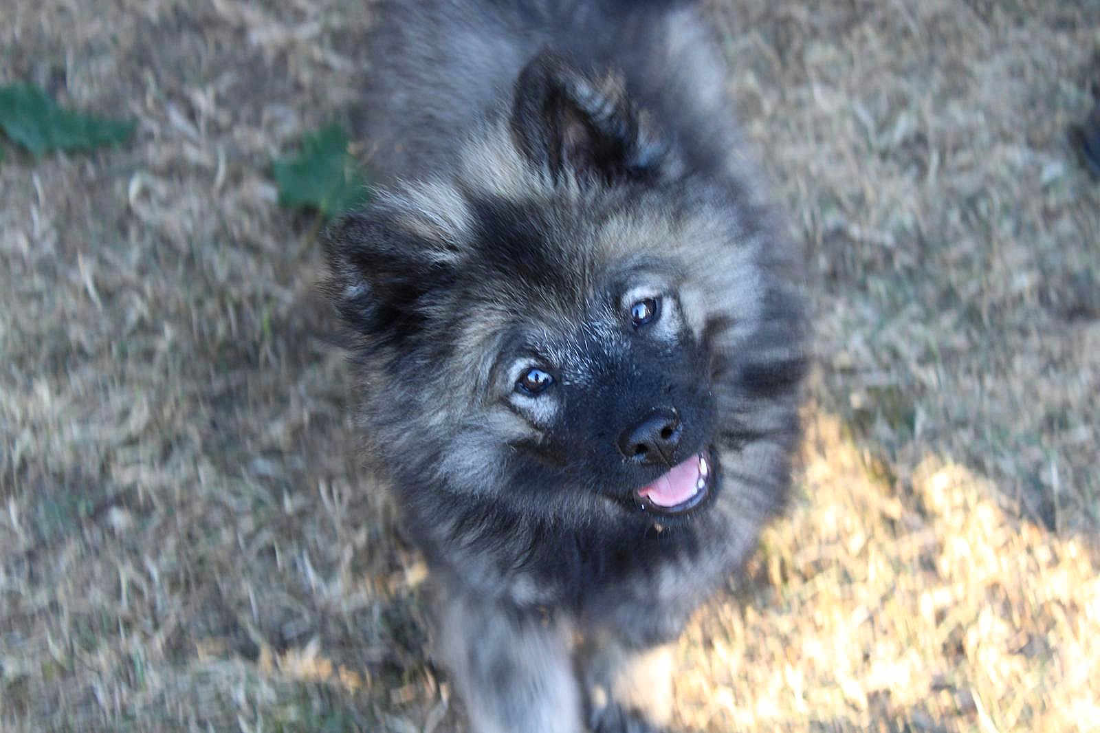 Koda