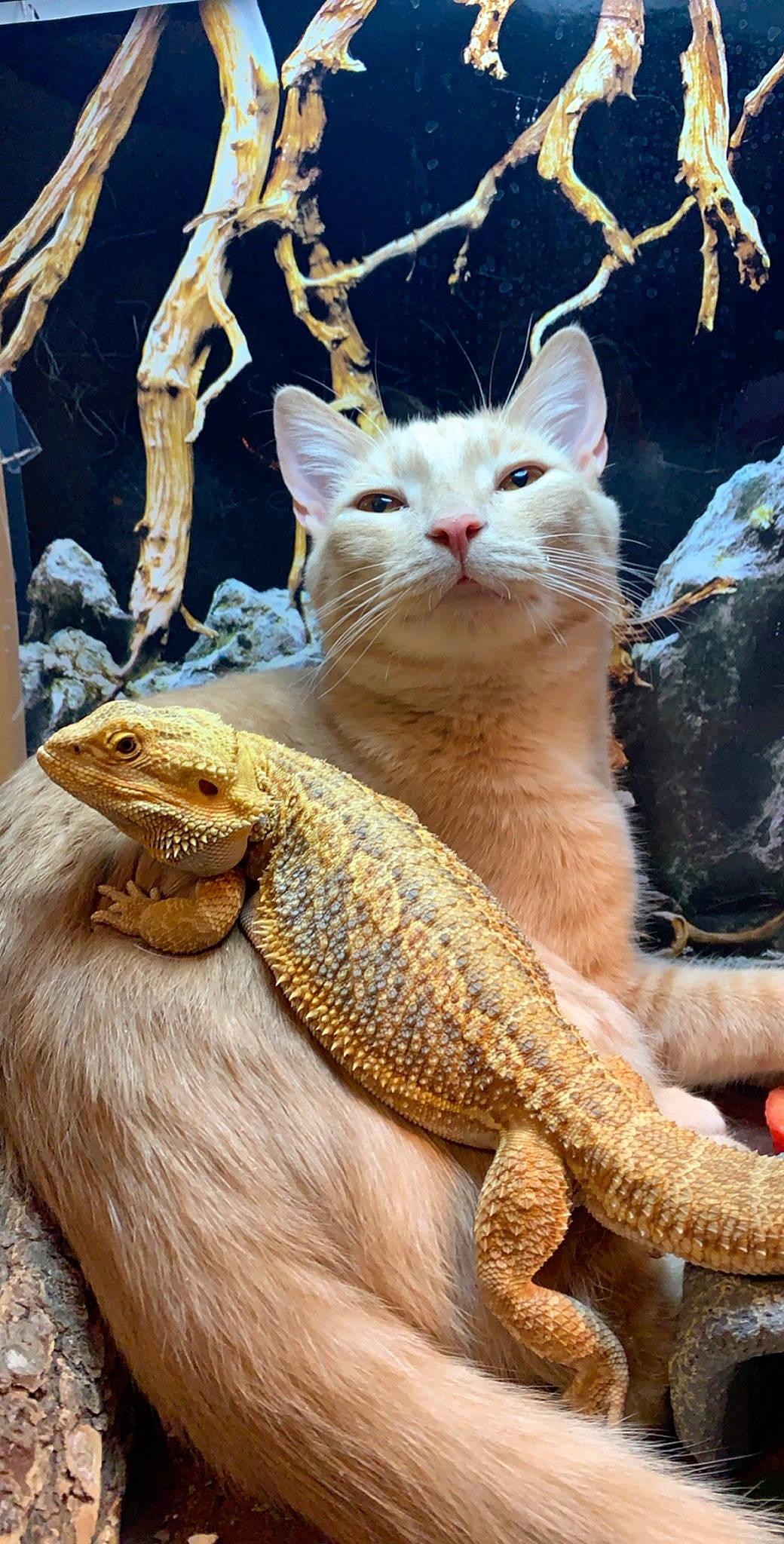 Ali joined the competition — help win amazing prizes! carnivore, cat, claw, domestic_short_haired_cat, fawn, felidae, foot, fur, organism, paw, small_to_medium_sized_cats, snout, tail, terrestrial_animal, twig, whiskers, wildlife, window