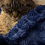 Luna May joined the competition — help win amazing prizes! animal, blue_blanket, cat, close_up, comfort, cozy, cute, domestic_animal, feline, fluffy_blanket, fur, indoor, nap, peaceful, pet, relaxation, resting, sleeping, soft_texture, whiskers