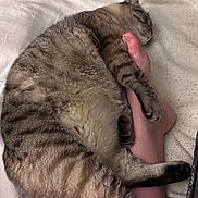 Luna May is registered to the contest to win money with this photo: animal, bed, blanket, cat, comfort, cozy, cuddle, domestic, foot, fur, human, indoor, paw, pet, relaxed, resting, skin, sleeping, striped, tabby