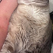 Luna May is registered to the contest to win money with this photo: animal, arm, cat, closeup, cozy, cute, domestic_animal, feline, fur, human, indoor, mammal, peaceful, pet, relaxed, resting, sleeping, soft, tabby, whiskers