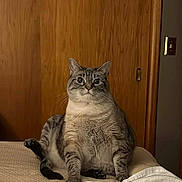 Luna May joined the competition — help win amazing prizes! animal, bed, blanket, cat, chubby_cat, cozy, cute, domestic_animal, feline, funny_posture, fur, home, indoor, paws, pet, relaxed, sitting, whiskers, wide_eyes, wooden_door