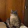 animal, bed, blanket, cat, chubby_cat, cozy, cute, domestic_animal, feline, funny_posture, fur, home, indoor, paws, pet, relaxed, sitting, whiskers, wide_eyes, wooden_door