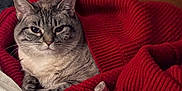 Luna May joined the competition — help win amazing prizes! animal, cat, closeup, comfort, cozy, cute, ears, feline, fur, indoor, knitwear, pet, red_sweater, relaxed, resting, soft, striped, tabby, warm, whiskers