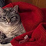 animal, cat, closeup, comfort, cozy, cute, ears, feline, fur, indoor, knitwear, pet, red_sweater, relaxed, resting, soft, striped, tabby, warm, whiskers