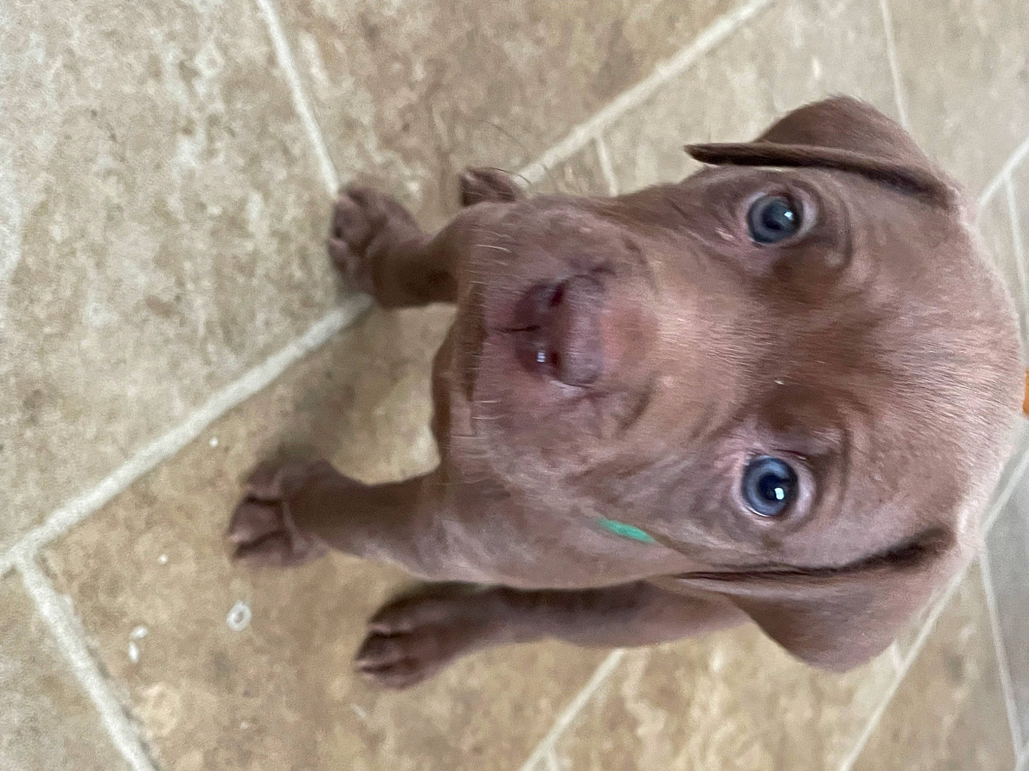 Beau is registered to the contest to win money with this photo: ancient_dog_breeds, canidae, carnivore, companion_dog, concrete, dog, dog_breed, ear, electric_blue, fawn, guard_dog, liver, pet_supply, selfie, snout, sporting_group, whiskers, wood, working_animal, wrinkle