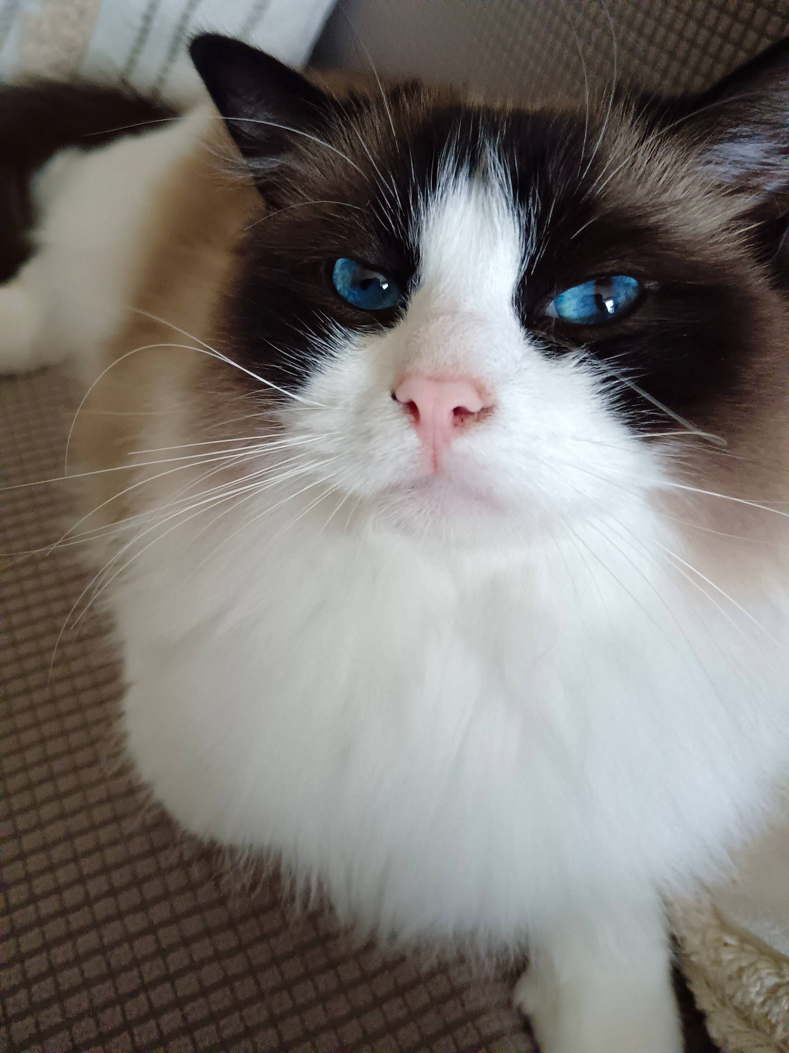 Topaze participe au concours pour gagner de l'argent avec cette photo : carnivore, cat, eye, felidae, flooring, fur, paw, science, sitting, small_to_medium_sized_cats, snout, tail, terrestrial_animal, whiskers