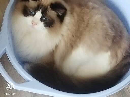 Topaze a rejoint le concours — aidez-le/la à gagner de superbes lots ! balinese, birman, carnivore, cat, fawn, felidae, fur, photography, small_to_medium_sized_cats, snout, terrestrial_animal, whiskers