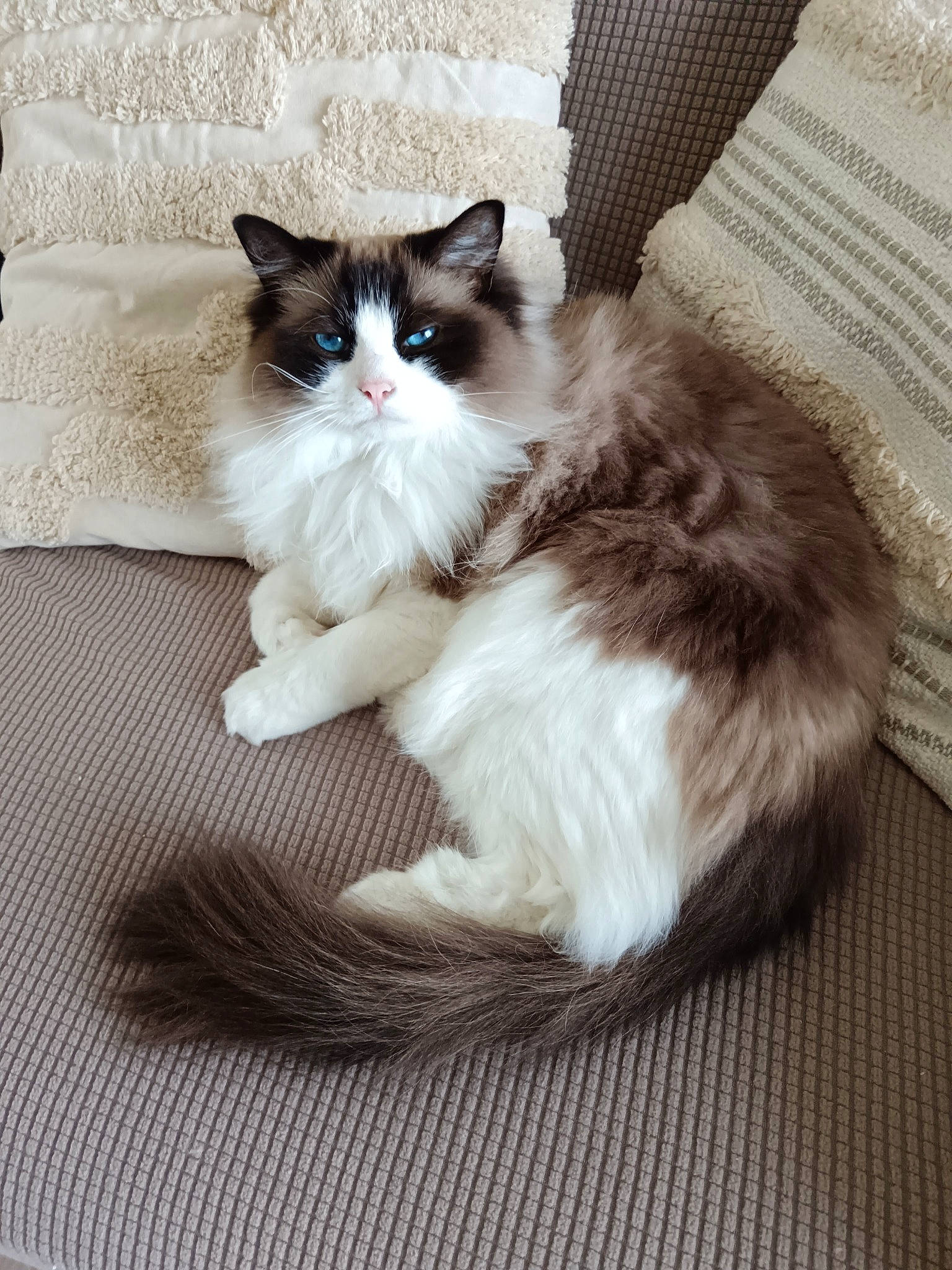 Topaze participe au concours pour gagner de l'argent avec cette photo : carnivore, cat, claw, comfort, domestic_short_haired_cat, felidae, flooring, foot, formal_wear, fur, hardwood, human_leg, paw, sitting, small_to_medium_sized_cats, snout, tail, terrestrial_animal, whiskers, wood