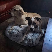 Chelsea participe au concours pour gagner de l'argent avec cette photo : dog, pet, indoor, furry_bed, resting, brown_dog, white_and_brown_dog, floor, carpet, red_couch, wooden_table, calm, domestic_animal, two_animals, companions, relaxation, home_interior, quiet, animal_bed, side_view