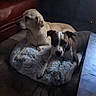 dog, pet, indoor, furry_bed, resting, brown_dog, white_and_brown_dog, floor, carpet, red_couch, wooden_table, calm, domestic_animal, two_animals, companions, relaxation, home_interior, quiet, animal_bed, side_view