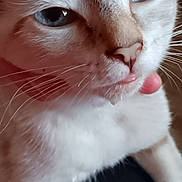 Snowflake joined the competition — help win amazing prizes! animal, blue_eyes, cat, close_up, cute, domestic_cat, expression, face, feline, fur, indoor, light_color, muzzle, pet, playful, portrait, soft_light, texture, tongue_out, whiskers