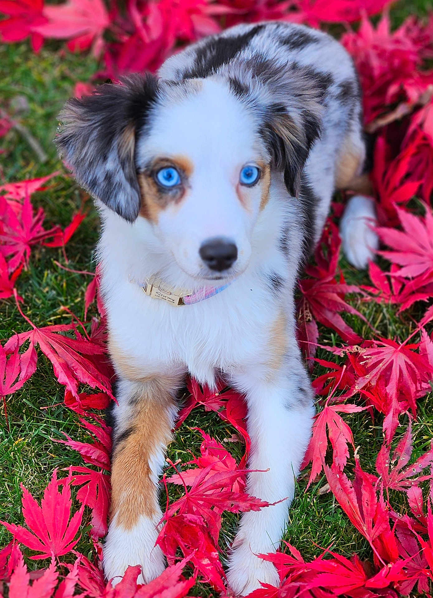 Stormy is registered to the contest to win money with this photo: puppy, dog, blue_eyes, autumn, fall_leaves, red_leaves, grass, outdoor, close_up, cute, pet, animal, nature, fur, collar, laying_down, portrait, young_dog, vibrant_colors, seasonal