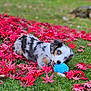 puppy, dog, blue_eyes, toy, grass, red_leaves, autumn, outdoor, playful, pet, animal, nature, fall, chewing, young_dog, colorful, leaf_litter, cute, fur, muzzle