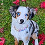 Stormy is registered to the contest to win money with this photo: puppy, dog, blue_eyes, grass, red_leaves, autumn, outdoor, pet, fur, collar, cute, animal, nature, sitting, portrait, attention, colorful, young_dog, leaf, background_blur