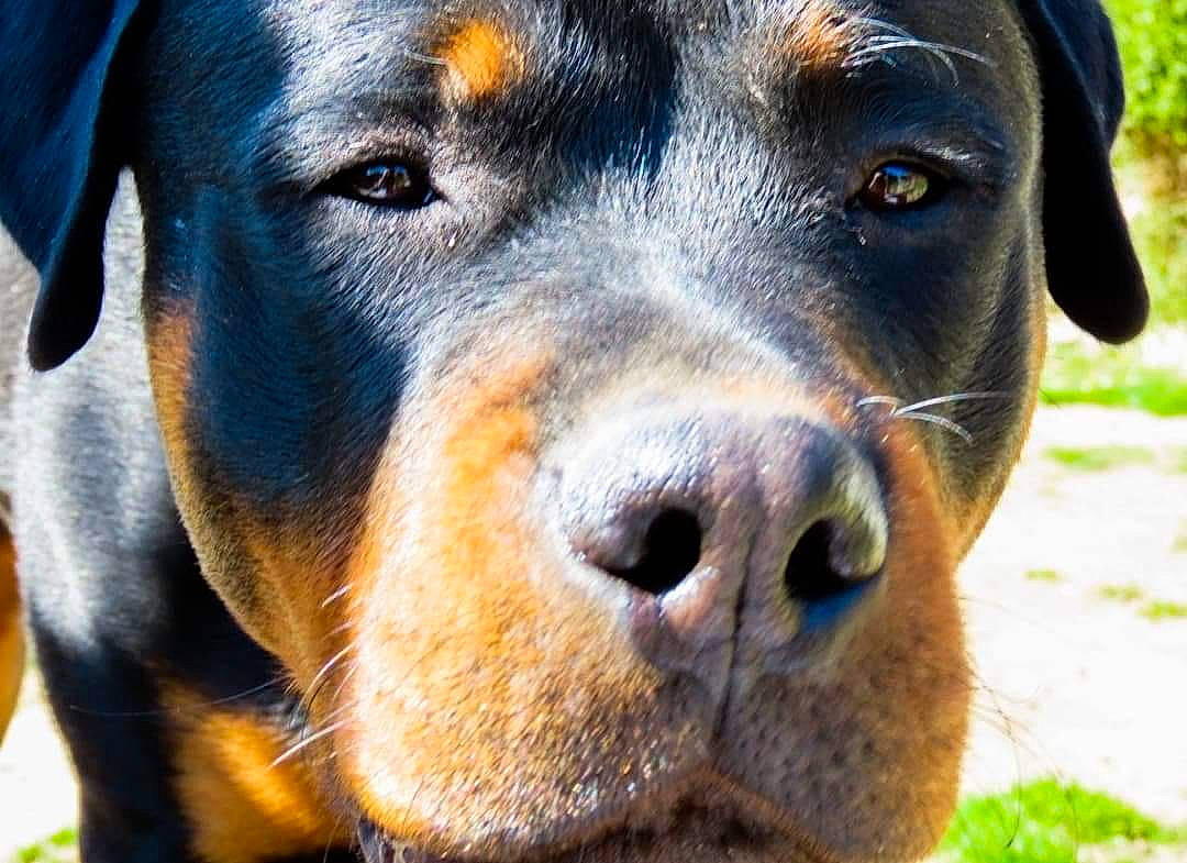 Reyley participe au concours pour gagner de l'argent avec cette photo : canidae, carnivore, close_up, companion_dog, dog, dog_breed, eye, fawn, fur, head, hound, iris, plant, rottweiler, snout, sporting_group, terrestrial_animal, whiskers, working_animal, working_dog