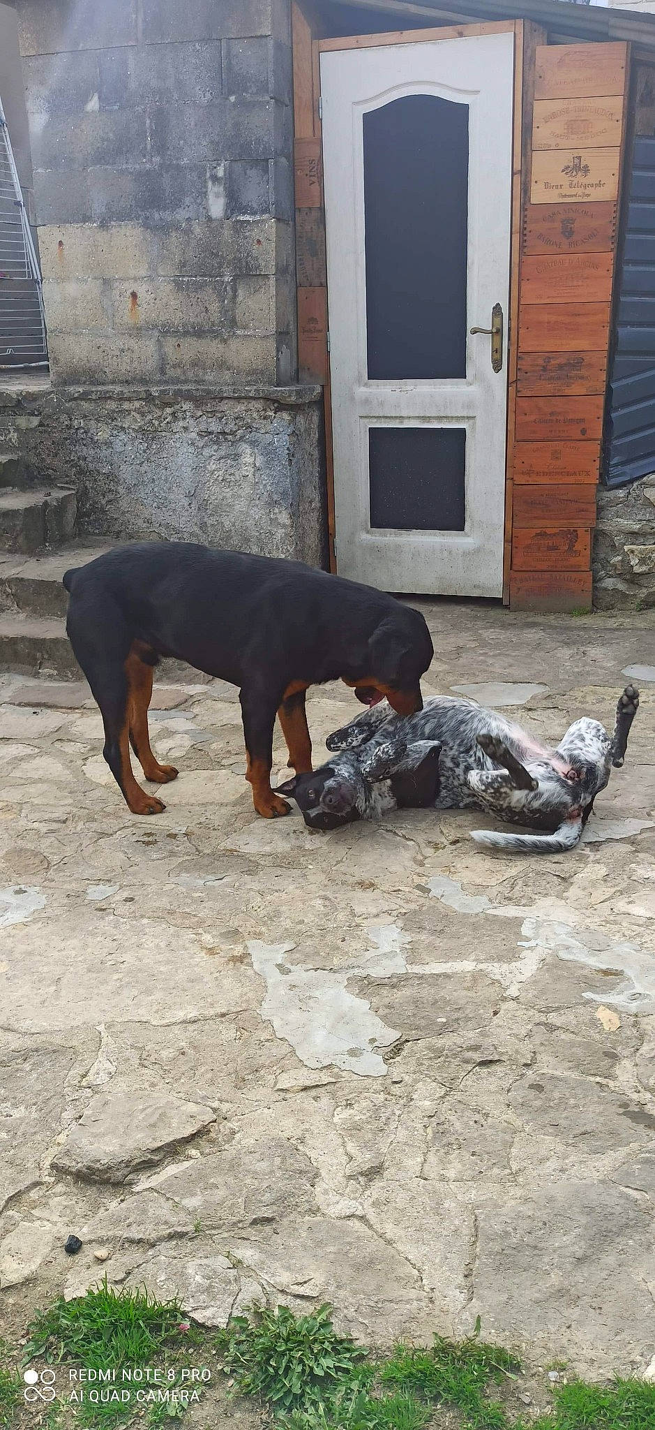 Nouba participe au concours pour gagner de l'argent avec cette photo : asphalt, automotive_tire, camouflage, carnivore, concrete, dog, dog_breed, door, fawn, flooring, grey, military_camouflage, road_surface, sidewalk, sitting, sporting_group, tail, terrestrial_animal, wood, working_animal