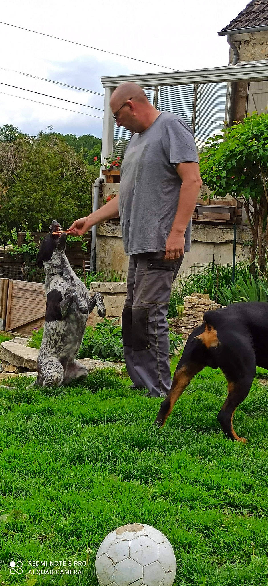 Nouba a rejoint le concours — aidez-le/la à gagner de superbes lots ! canidae, carnivore, cloud, companion_dog, dog, dog_breed, dog_sports, fun, grass, leisure, marines, military_camouflage, plant, sky, sporting_group, t_shirt, tree, trunk, working_animal, working_dog