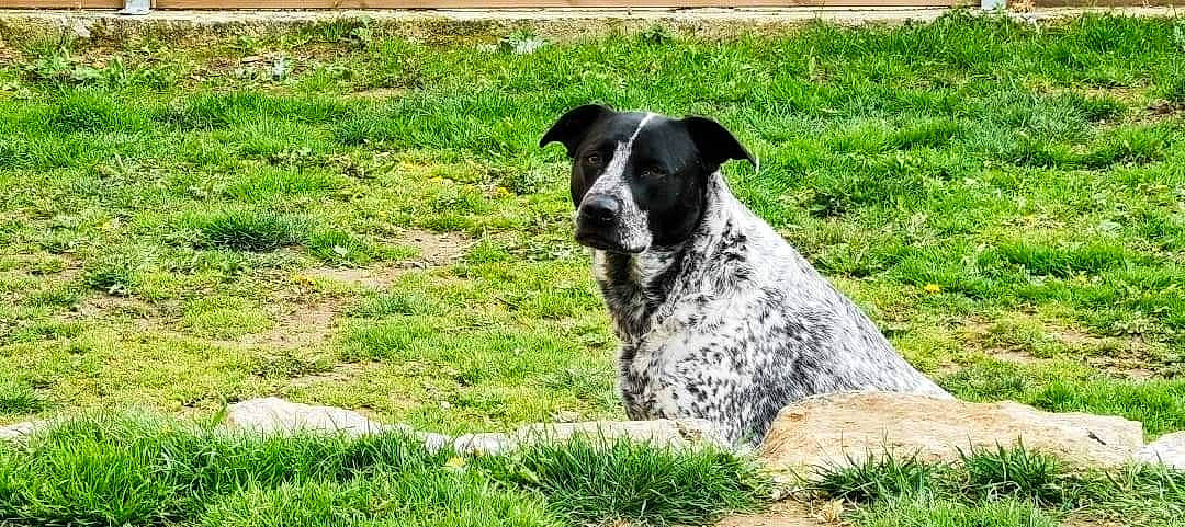 Nouba participe au concours pour gagner de l'argent avec cette photo : canidae, carnivore, companion_dog, dog, dog_breed, grass, grassland, groundcover, gun_dog, hunting_dog, non_sporting_group, plant, snout, sporting_group, terrestrial_animal, working_animal, working_dog