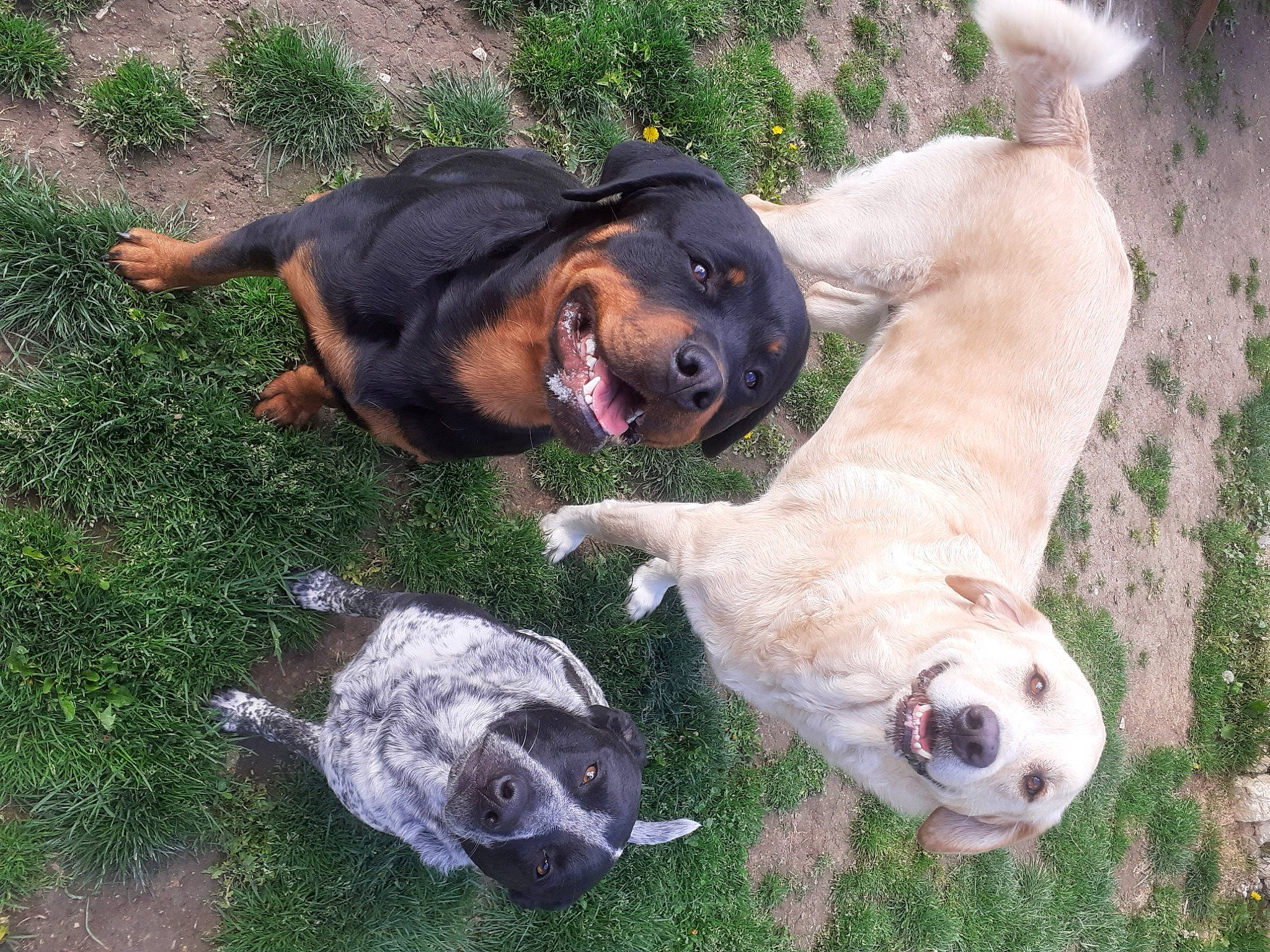 Nouba participe au concours pour gagner de l'argent avec cette photo : australian_cattle_dog, canidae, carnivore, companion_dog, dog, dog_breed, fawn, grass, guard_dog, landscape, livestock, paw, plant, snout, sporting_group, terrestrial_animal, whiskers, wildlife, working_animal, working_dog