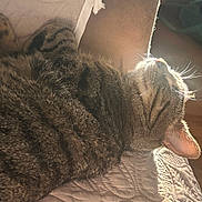 Houdini is registered to the contest to win money with this photo: animal, cat, closeup, comfy, cozy, cute, feline, fur, indoor, nap, peaceful, pet, quilt, relaxation, sleeping, sunlight, tabby, texture, warm, whiskers