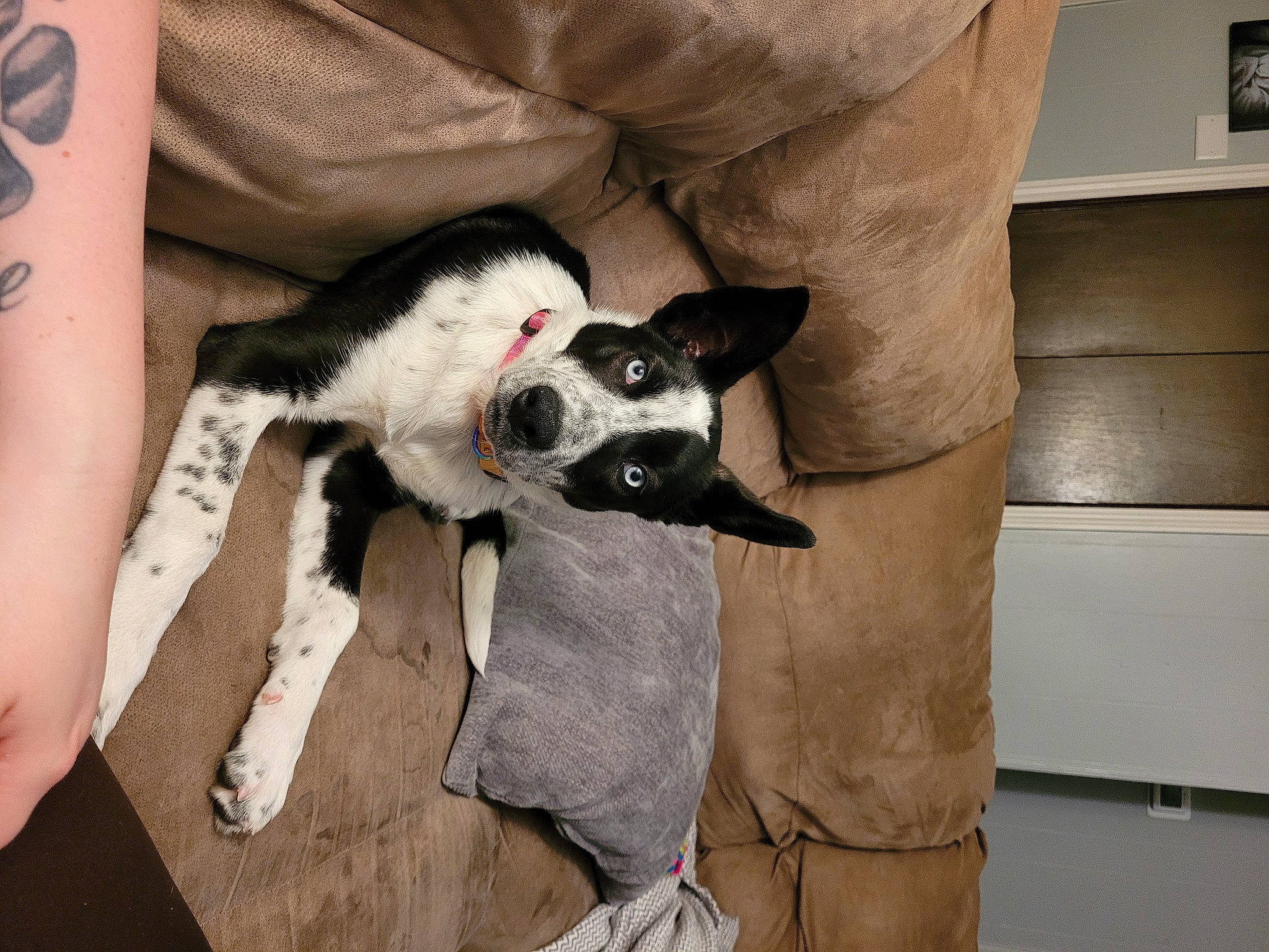 Maize is registered to the contest to win money with this photo: canidae, carnivore, collar, comfort, companion_dog, couch, dog, dog_breed, dog_supply, felidae, flooring, fur, human_leg, paw, picture_frame, remote_control, sporting_group, tail, whiskers, working_animal