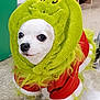 animal, christmas, clothing, costume, cute, dog, festive, floor, funny, fur, green, grinch, holiday, indoors, looking_away, pet, portrait, red, small_dog, white_dog