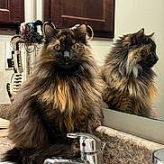 Marlo is registered to the contest to win money with this photo: bathroom, cabinet, cat, countertop, curious, domestic, faucet, feline, fluffy, fur, household, indoor, mirror, pet, portrait, reflection, sink, sitting, tortoiseshell, wide_eyes