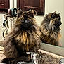 bathroom, cabinet, cat, countertop, curious, domestic, faucet, feline, fluffy, fur, household, indoor, mirror, pet, portrait, reflection, sink, sitting, tortoiseshell, wide_eyes