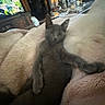 cat, kitten, gray_cat, pet, animal, feline, sitting, lounging, couch, cushions, blanket, cozy, indoors, living_room, television, home, portrait, fluffy, relaxed, cute
