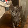 Binx is registered to the contest to win money with this photo: cat, kitten, gray_cat, animal, pet, feline, sitting, chair, wooden_chair, indoors, home, portrait, closeup, golden_eyes, pointed_ears, whiskers, curious, cute, brown_furniture, blurred_background