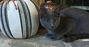 Binx is registered to the contest to win money with this photo: cat, kitten, gray_cat, animal, pet, feline, sitting, lying_down, green_eyes, pointed_ears, whiskers, striped_pumpkin, decorative_object, ornament, indoor, home_decor, stone_surface, ornate_background, portrait, cute