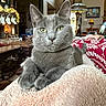 cat, gray_cat, pet, feline, close_up, portrait, green_eyes, pointed_ears, whiskers, sitting, lounging, blanket, cozy, indoors, living_room, holiday_decor, christmas_stockings, lamp, furniture, home_decor