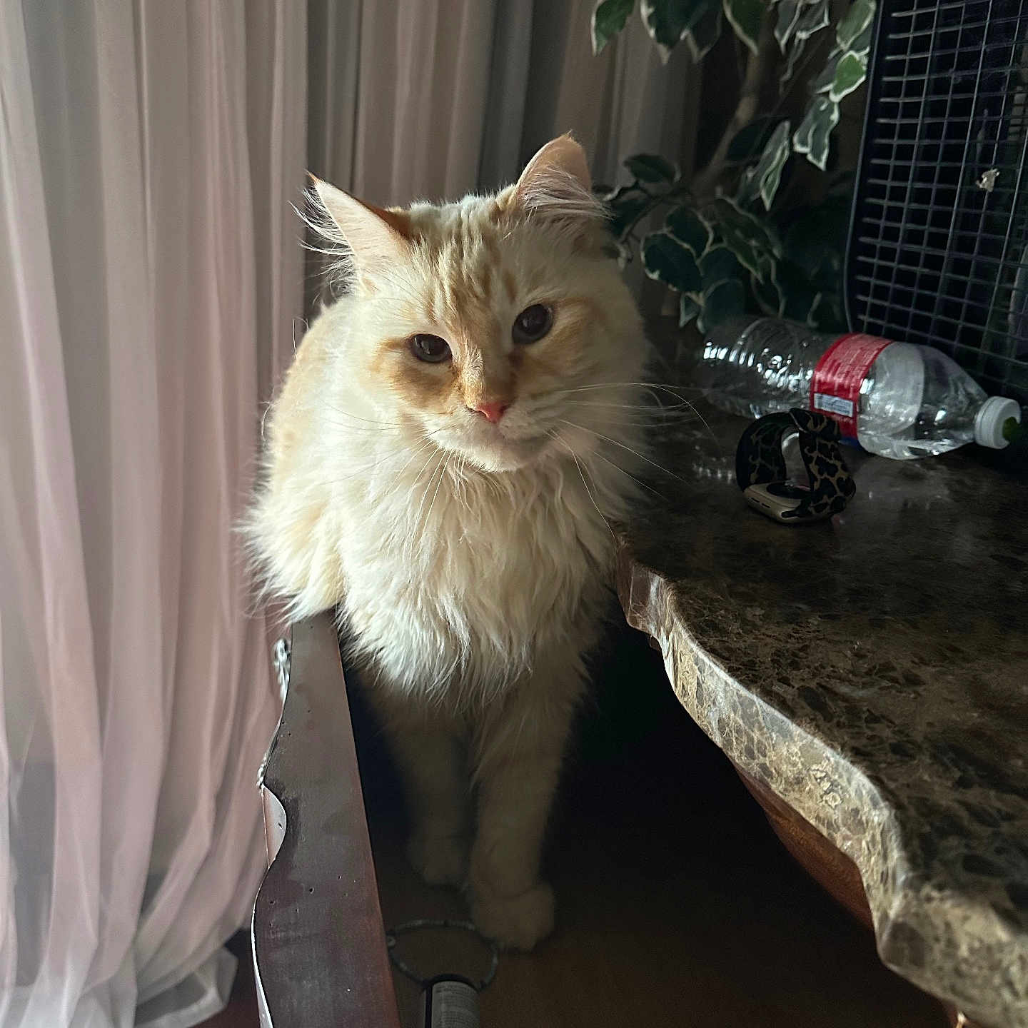 Theodore