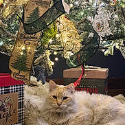 Theodore joined the competition — help win amazing prizes! cat, fluffy_cat, cream_cat, christmas, christmas_tree, holiday, ornaments, ribbon, gift_boxes,  presents, string_lights, cozy, festive, indoors, decoration, christmas_gifts, long_hair, relaxed, sitting, portrait