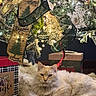 cat, fluffy_cat, cream_cat, christmas, christmas_tree, holiday, ornaments, ribbon, gift_boxes,  presents, string_lights, cozy, festive, indoors, decoration, christmas_gifts, long_hair, relaxed, sitting, portrait