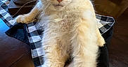Theodore joined the competition — help win amazing prizes! cat, cream_cat, fluffy, long_hair, feline, pet, animal, portrait, sitting, lounging, unimpressed, face, whiskers, ears, paws, tail, dining_table, checkered_fabric, wooden_chair, indoor
