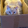 Theodore joined the competition — help win amazing prizes! cat, fluffy, cream_colored, longhaired, pet, animal, face, eyes, ears, whiskers, cardboard_box, box, indoors, carpet, home, closeup, portrait, peeking, furry, curious