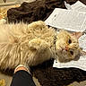 Theodore is registered to the contest to win money with this photo: cat, ginger_cat, fluffy, long_hair, pet, animal, lying_down, belly_up, paws, whiskers, eyes, indoors, blanket, papers, handwriting, bed, cozy, portrait, close_up, funny