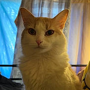 Blondie is registered to the contest to win money with this photo: cat, orange_and_white, fluffy, pet, indoor, curtains, window, feline, animal, domestic, fur, whiskers, ears, nose, eyes, bed, blanket, soft_light, portrait, calm