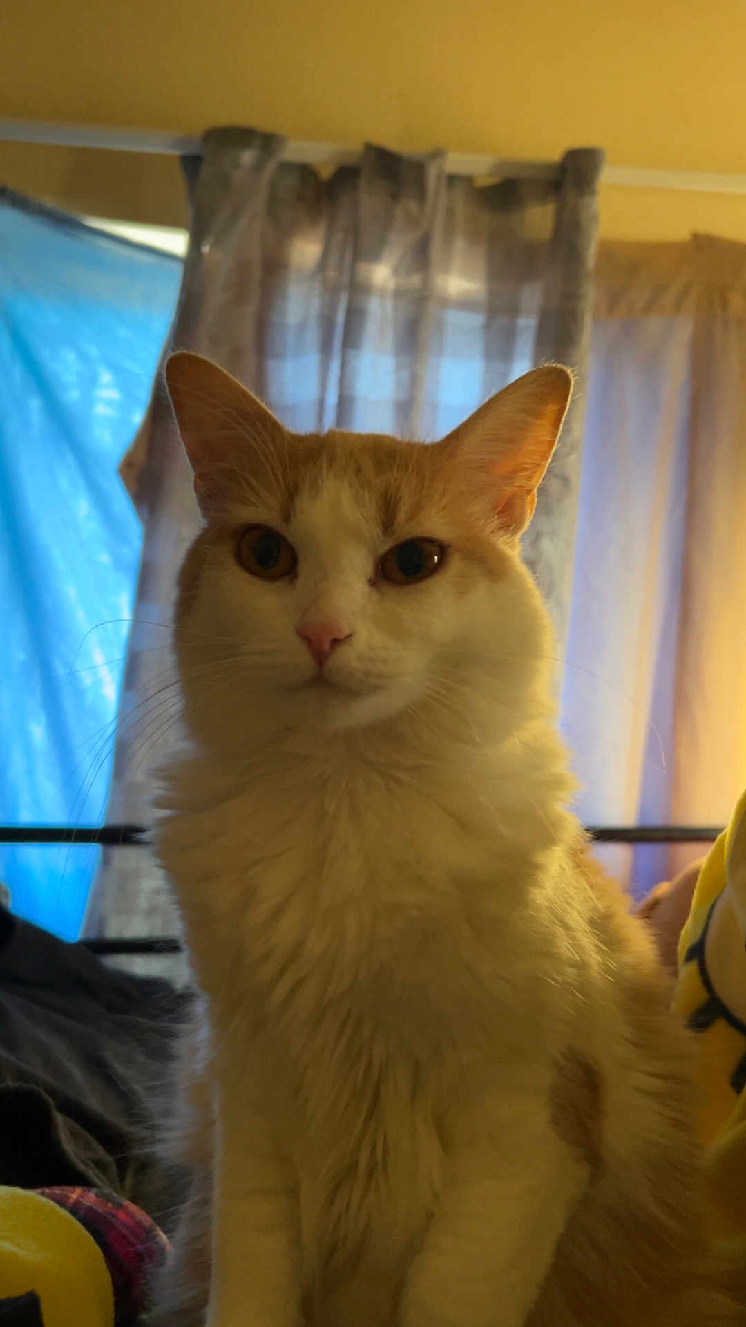 Blondie is registered to the contest to win money with this photo: cat, orange_and_white, fluffy, pet, indoor, curtains, window, feline, animal, domestic, fur, whiskers, ears, nose, eyes, bed, blanket, soft_light, portrait, calm