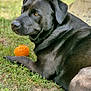 black_dog, brown_eyes, closeup, dog, ears, fur, garden, grass, lying_down, orange_ball, outdoor, paw, pet, portrait, relaxed, shade, snout, stone_bench, sunlight, toy