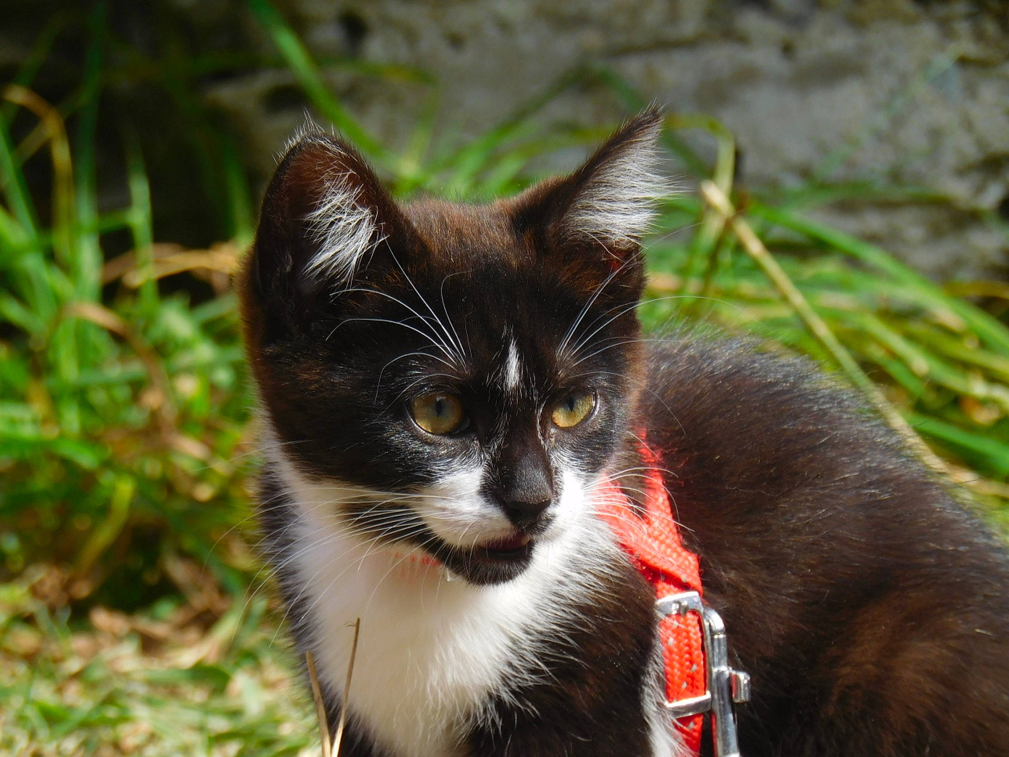 Zoé participe au concours pour gagner de l'argent avec cette photo : black_cat, carnivore, cat, domestic_short_haired_cat, felidae, fur, grass, kitten, mammal, plant, small_to_medium_sized_cats, snout, whiskers, wildlife