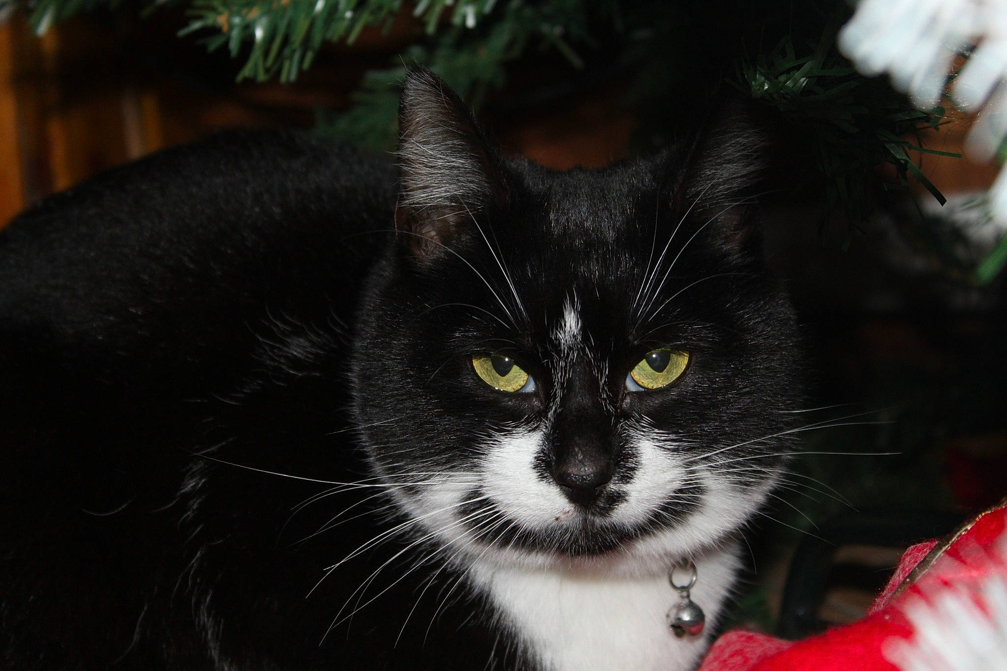 Zoé participe au concours pour gagner de l'argent avec cette photo : black, black_cat, carnivore, cat, conifer, felidae, fur, organism, small_to_medium_sized_cats, snout, terrestrial_animal, vertebrate, whiskers