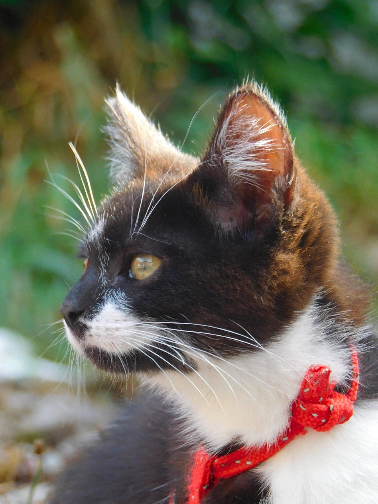 Zoé a rejoint le concours — aidez-le/la à gagner de superbes lots ! carnivore, cat, close_up, felidae, fur, grass, kitten, mammal, plant, small_to_medium_sized_cats, snout, whiskers, wildlife