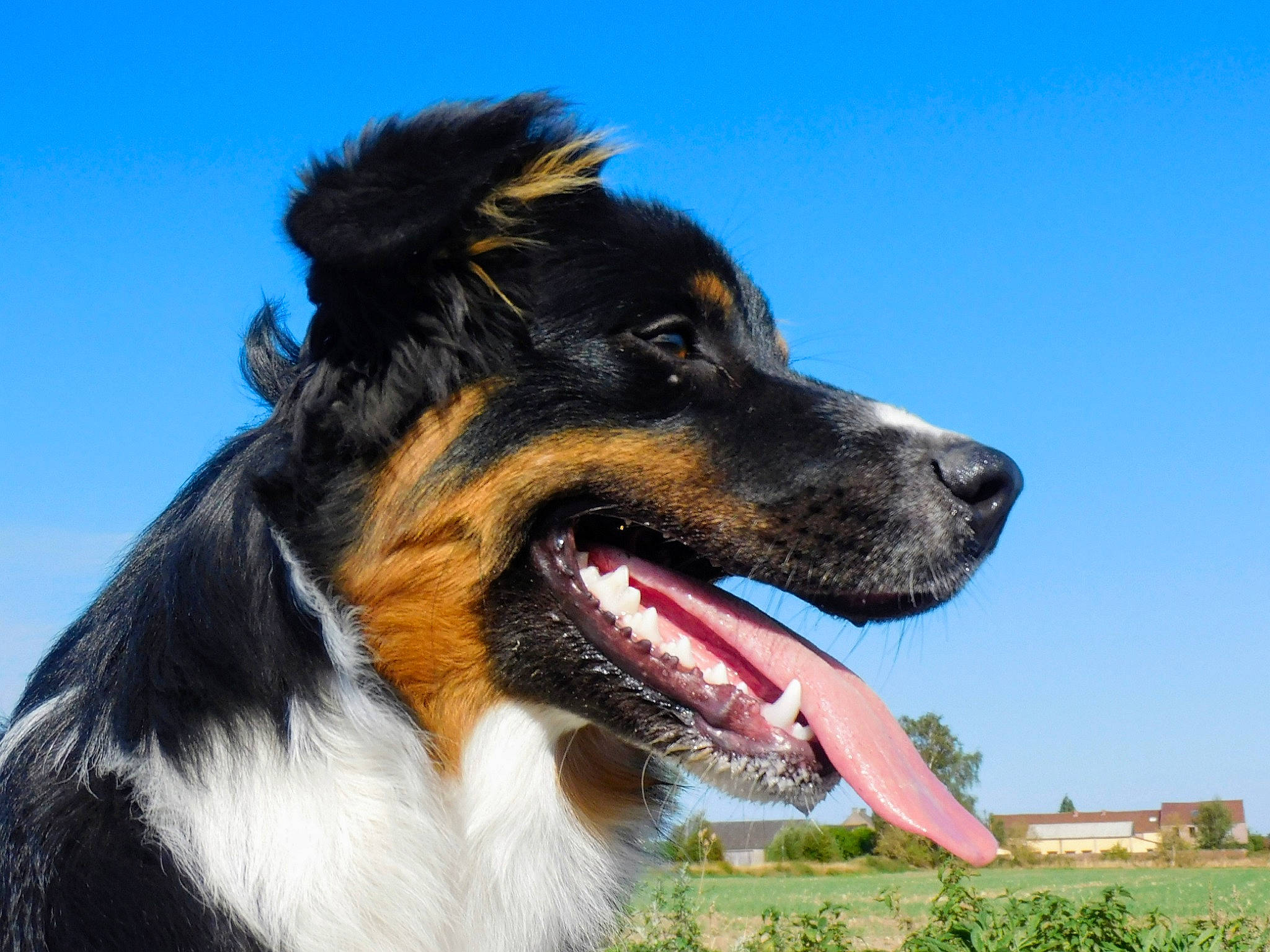 Belle a rejoint le concours — aidez-le/la à gagner de superbes lots ! australian_collie, australian_shepherd, border_collie, canidae, carnivore, companion_dog, dog, dog_breed, english_shepherd, herding_dog, mammal, rare_breed_dog, snout, sporting_group, stabyhoun, vertebrate, working_dog