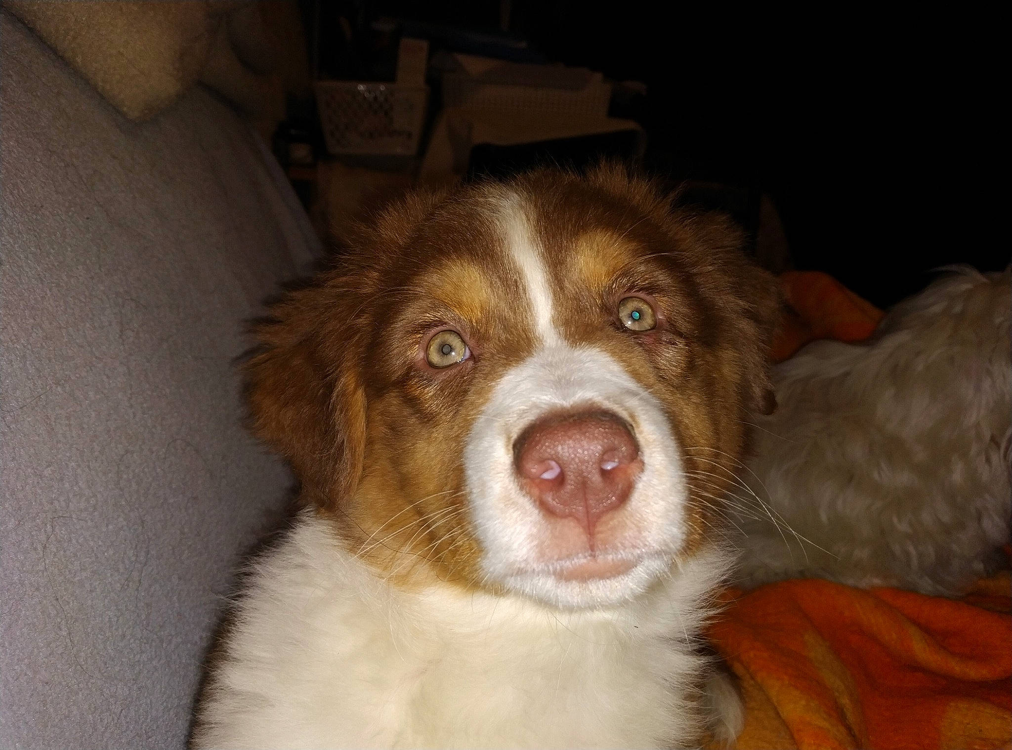 Belle a rejoint le concours — aidez-le/la à gagner de superbes lots ! australian_collie, border_collie, canidae, carnivore, companion_dog, dog, dog_breed, fur, gun_dog, herding_dog, liver, snout, sporting_group, terrestrial_animal, whiskers, working_animal, working_dog