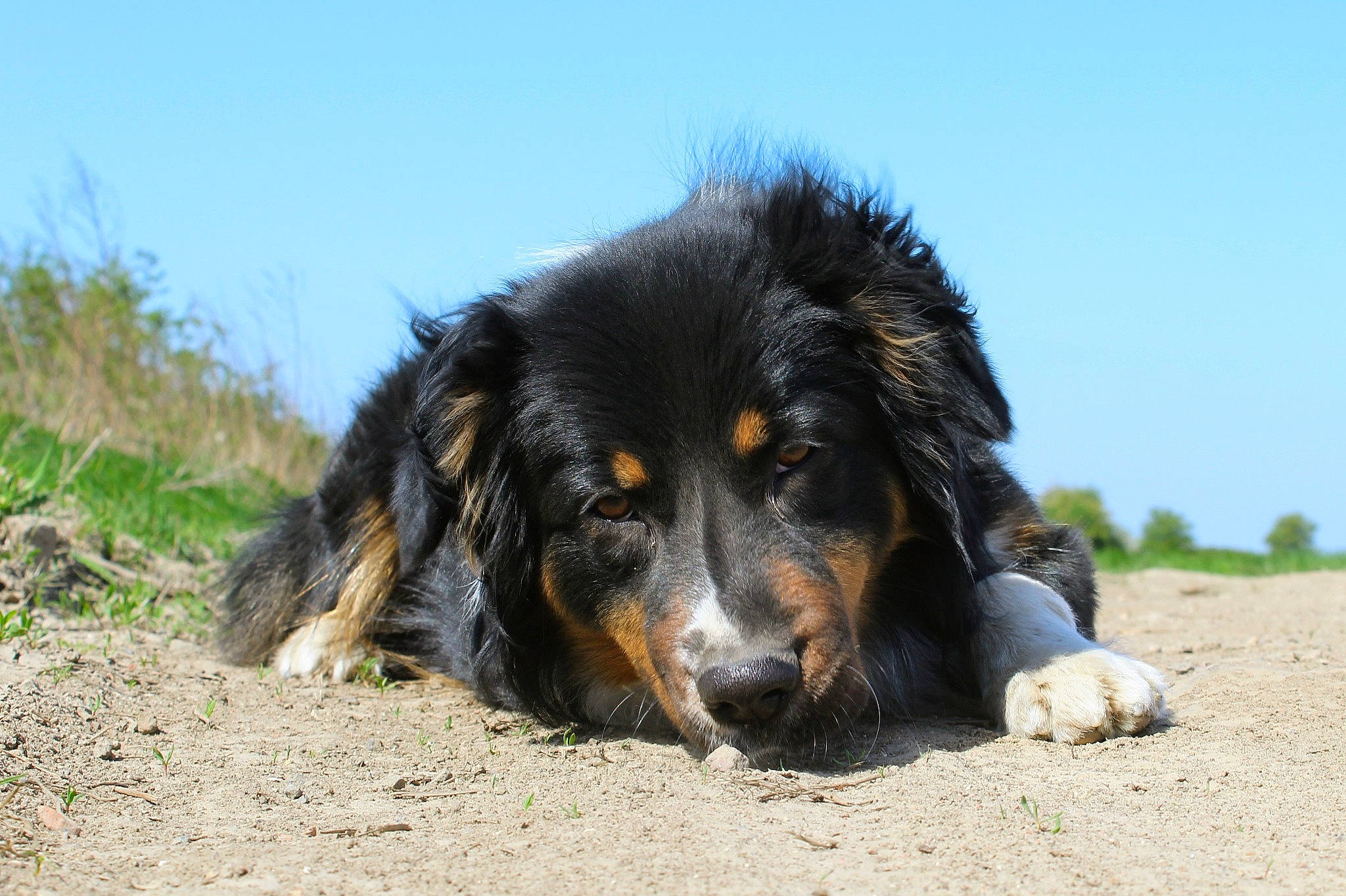 Belle a rejoint le concours — aidez-le/la à gagner de superbes lots ! australian_shepherd, bernese_mountain_dog, canidae, carnivore, companion_dog, dog, dog_breed, english_shepherd, hovawart, mammal, snout, sporting_group, vertebrate, working_dog