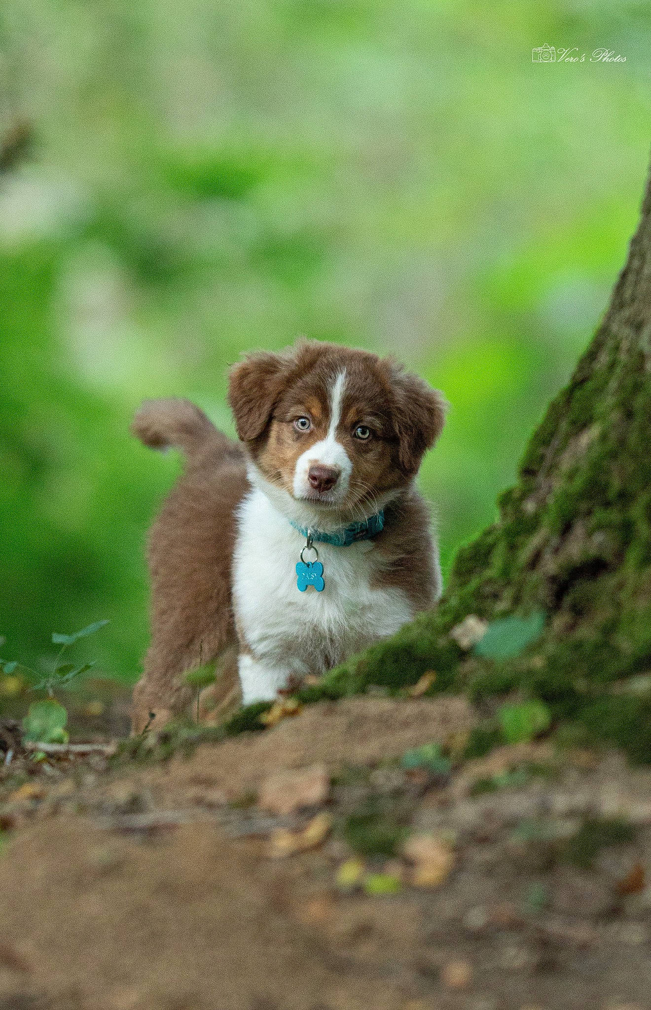 Daisy a rejoint le concours — aidez-le/la à gagner de superbes lots ! canidae, carnivore, companion_dog, dog, dog_breed, fawn, forest, fur, grass, liver, snout, soil, sporting_group, tail, terrestrial_animal, trunk, wildlife, wood, working_animal