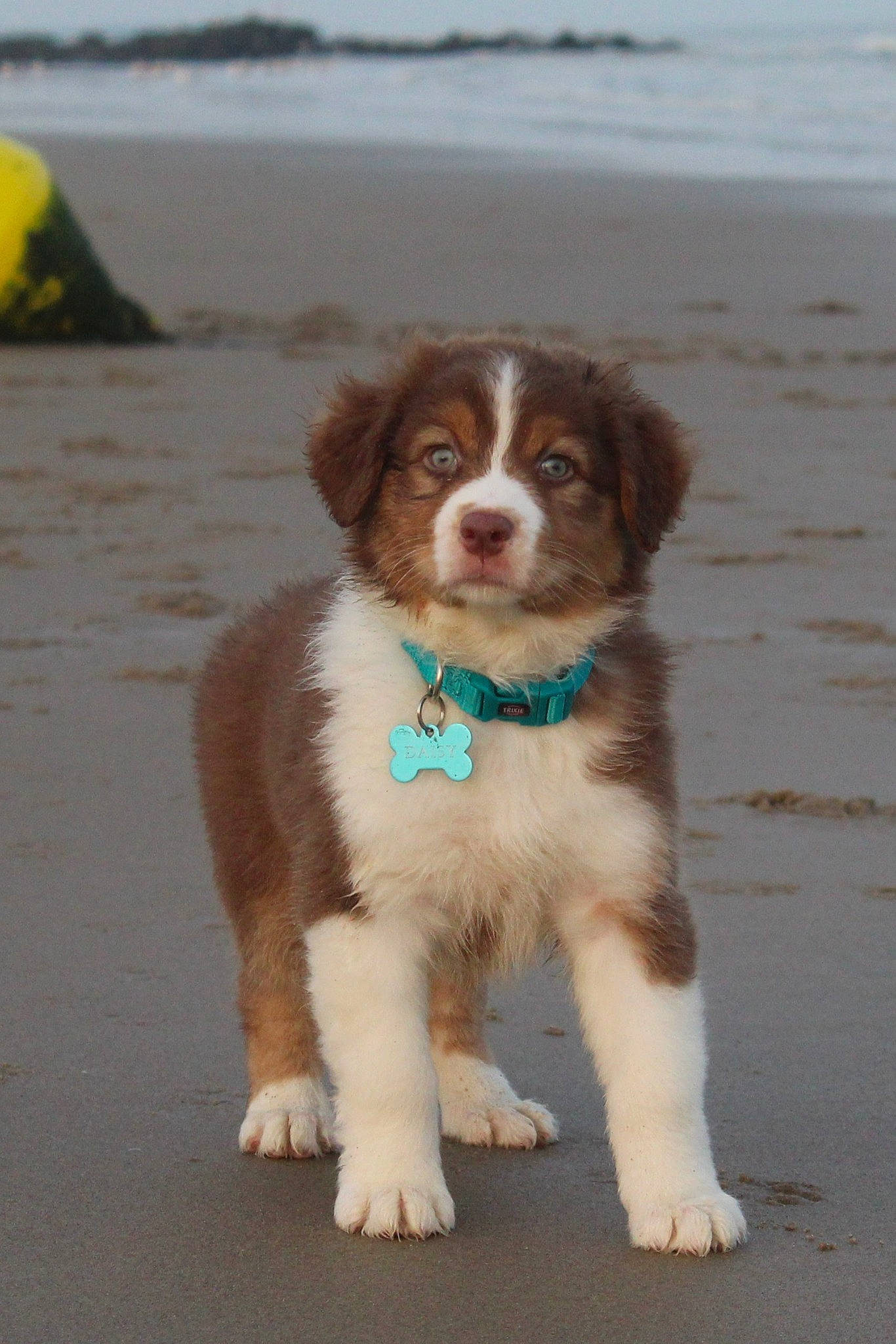 Daisy a rejoint le concours — aidez-le/la à gagner de superbes lots ! ancient_dog_breeds, beach, canidae, carnivore, companion_dog, dog, dog_breed, fur, gun_dog, hunting_dog, liver, ocean, snout, sporting_group, water, working_animal, working_dog